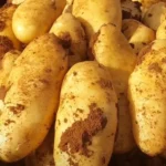 اسم الصنف الجديد