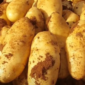 اسم الصنف الجديد